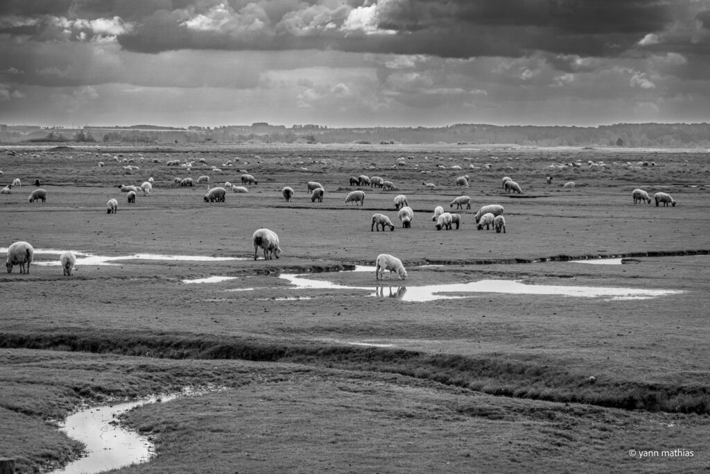 Baie de somme