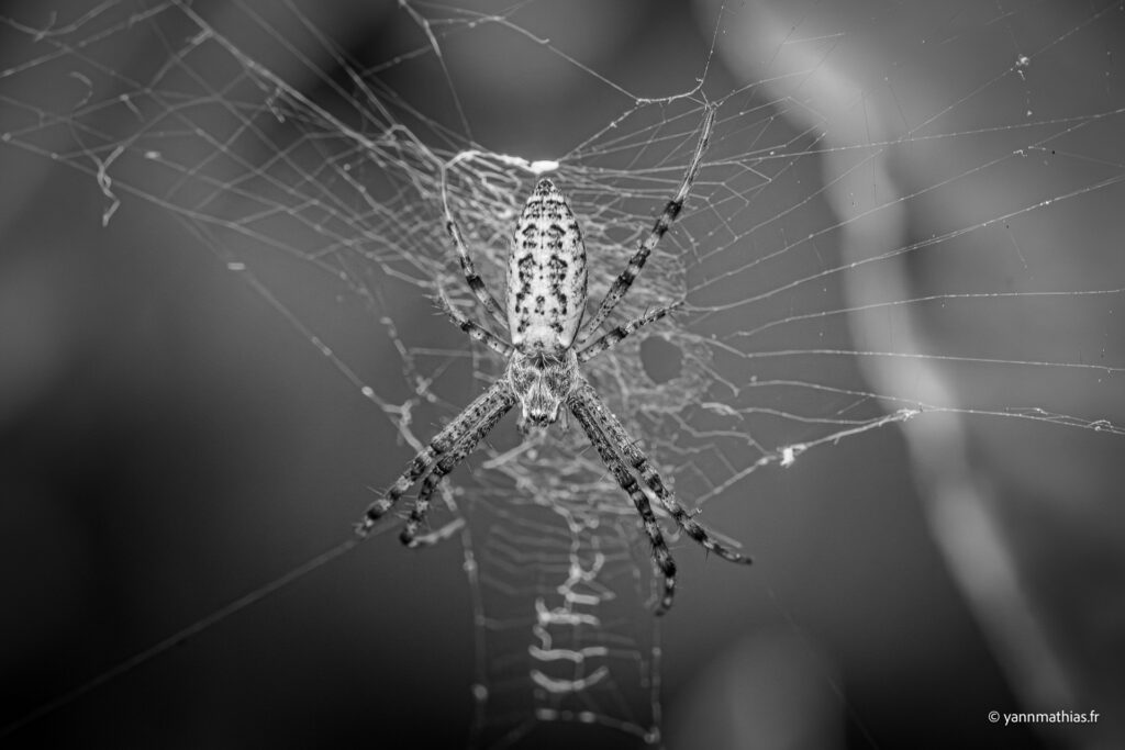 cours macrophotographie