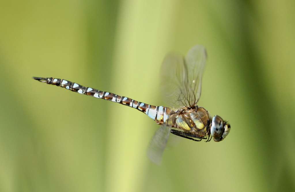 macrophotographie